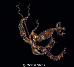 Dancing Wonderpus Octopus by Michal Stros 